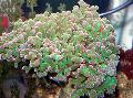 Photo Hammer Coral (Torch Coral, Frogspawn Coral)  characteristics