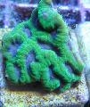 Photo Pineapple Coral (Moon Coral)  characteristics