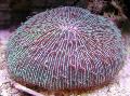 Photo Plate Coral (Mushroom Coral)  description