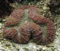 Photo Lobed Brain Coral (Open Brain Coral)  description