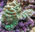 Photo Merulina Coral  characteristics
