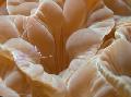 Photo Fox Coral (Ridge Coral, Jasmine Coral)  characteristics