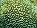 Photo Platygyra Coral  characteristics