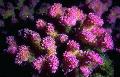 Photo Cauliflower Coral  characteristics