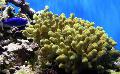 Photo Porites Coral  characteristics