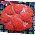 Photo Symphyllia Coral  characteristics