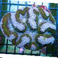 Photo Symphyllia Coral  description