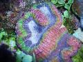 Photo Symphyllia Coral  description