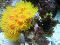 Photo Sun-Flower Coral Orange  characteristics
