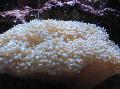 Photo Pearl Coral  characteristics