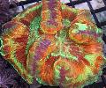   pstrokacizna Akwarium Koral Mózg Kopuła / Wellsophyllia zdjęcie