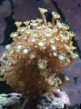 Photo Alveopora Coral  characteristics