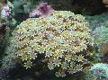 Photo Organ Pipe Coral  characteristics