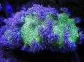   fioletowy Akwarium Elegancja Koral, Koral Dziwnego / Catalaphyllia jardinei zdjęcie