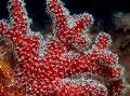   rood Aquarium Colt Paddestoel (Zee Vingers) / Alcyonium foto