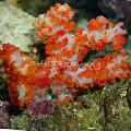 Foto Nelke Tree Coral  Merkmale