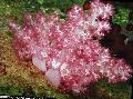 Foto Nelke Tree Coral  Beschreibung