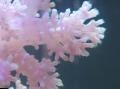 Photo Carnation Tree Coral  description