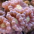 Foto Fackel Koralle (Candycane Korallen, Korallen Trompete)  Beschreibung