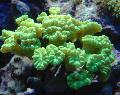 Foto Fackel Koralle (Candycane Korallen, Korallen Trompete)  Beschreibung