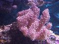 Photo Finger Leather Coral (Devil's Hand Coral)  characteristics