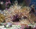   bruin Aquarium Groene Ster Poliep clavularia / Pachyclavularia foto