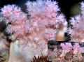 Foto Flower Tree Coral (Broccoli Korallen)  Merkmale