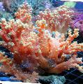 Photo Flower Tree Coral  (Broccoli Coral)  description