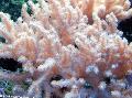 Photo Sinularia Finger Leather Coral  description