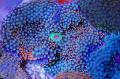   синій Акваріум Діскоактінія Флоридська / Ricordea florida Фото