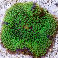   yeşil Akvaryum Floridian Disk / Ricordea florida fotoğraf