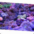   violetinė Akvariumas Floridos Diskas / Ricordea florida Nuotrauka
