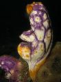 Photo Sea Squirts, Tunicates hydroid description