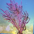 Photo Purple Brush Gorgonian sea fans description