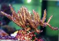   brown Aquarium Pterogorgia sea fans Photo