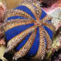 Foto Kugel Urchin (Blau Smoking Seeigel)  Beschreibung