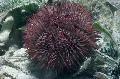 Photo Pincushion Urchin  description