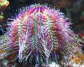 Photo Bicoloured Sea Urchin (Red Sea Urchin)  characteristics