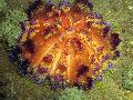 Photo Fire Urchin  characteristics