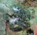 Photo Microcyphus Rousseau urchins characteristics