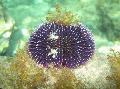 Photo Purple Sea Urchin  description
