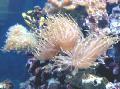 Photo Magnificent Sea Anemone  description