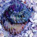 Photo Astraea Turbo Snail (Astraea Conehead Snail) clams description