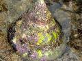 Photo Giant Top Shell Snail clams description