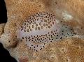Photo Cowrie clams characteristics