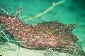 Photo The Sea Hare clams characteristics