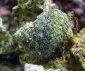 Photo Turbo Snails clams characteristics