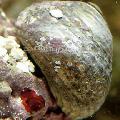 Photo Margarita Snail clams characteristics