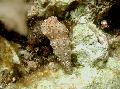 Photo Cerith Snail clams characteristics