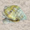 Photo Nassarius Snail clams description